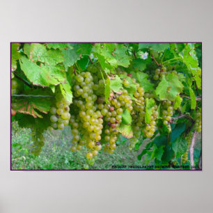 Poster das uvas do vinhedo