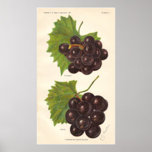 Poster das uvas do vintage