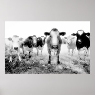 Poster das vacas