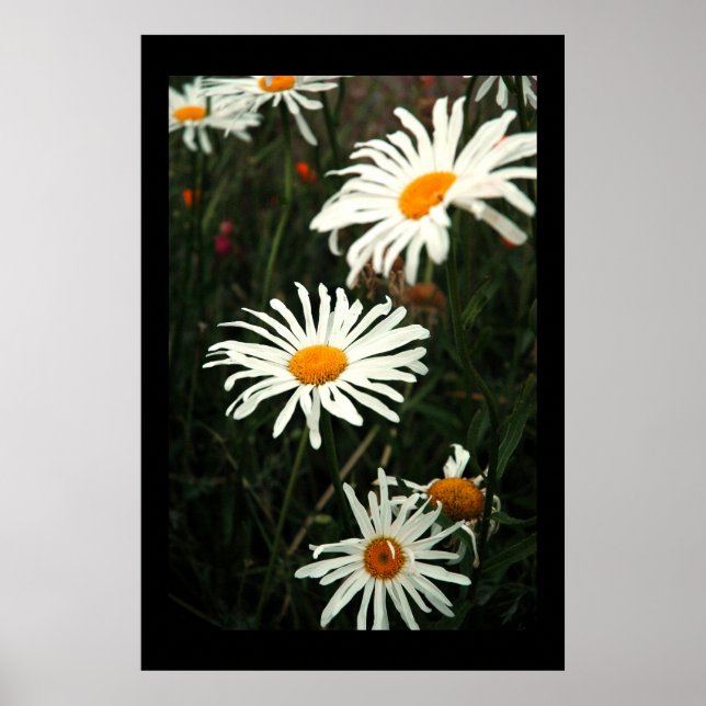 Pôster Dasiy Days (Frente)