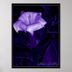 Pôster Datura Mystica 3