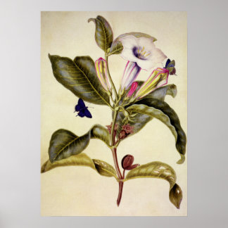Poster Datura sagrada e borboleta azul
