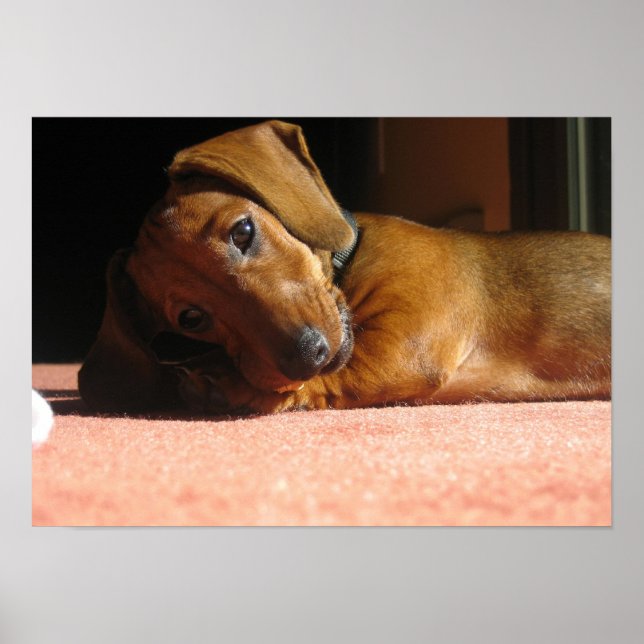 Poster Dauchshund (Frente)