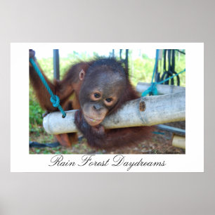 Poster Daydreams do grande macaco da floresta tropical