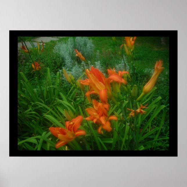 Poster Daylily em preto (Frente)