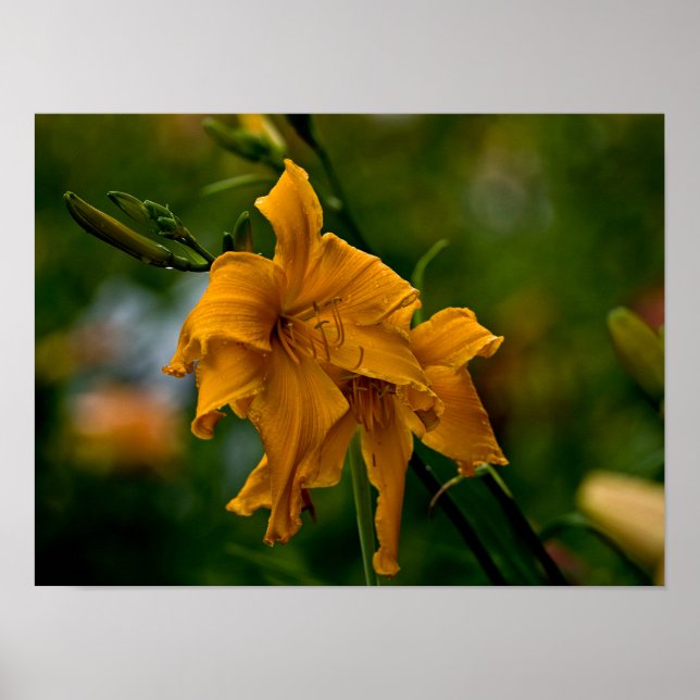Poster Daylily "Jersey Spider" (Frente)