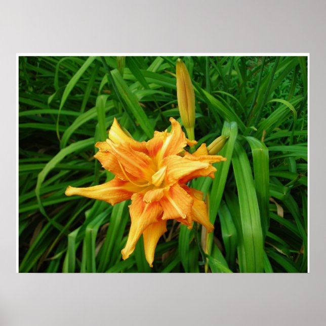 Poster Daylily: Laranja (Frente)