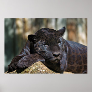 Poster de 24" x 16"