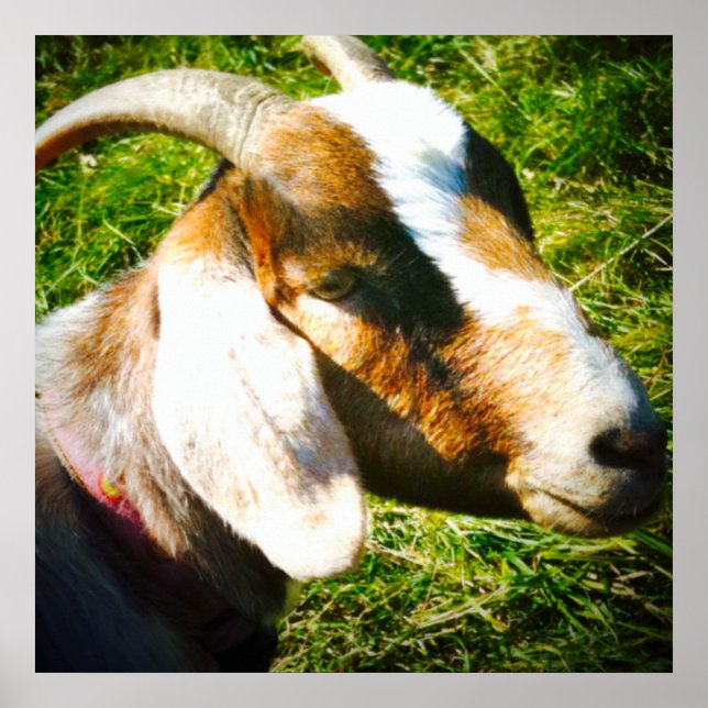 poster de 24x24 matte. Cabra. Personalize! (Frente)