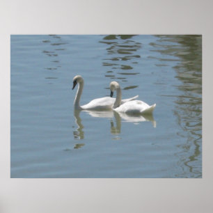 Poster de 2 cisnes