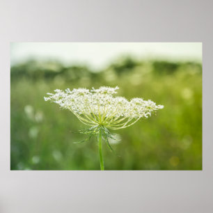 Poster de 36" x 24" da Rainha Anne