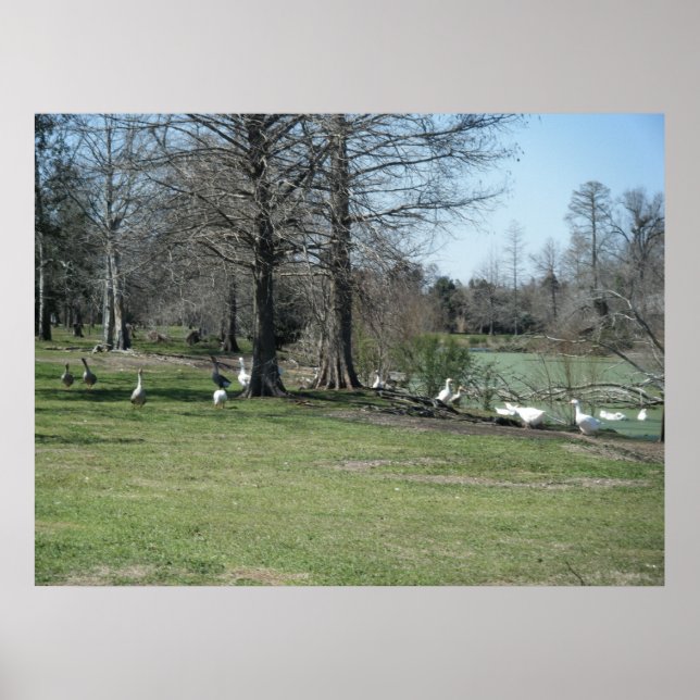 Poster de 4 de março_Park Ducks (Frente)