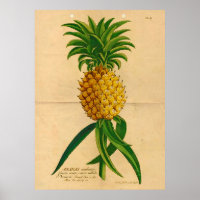 Poster de abacaxi tropical com vinheta