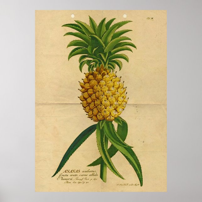 Poster de abacaxi tropical com vinheta (Frente)