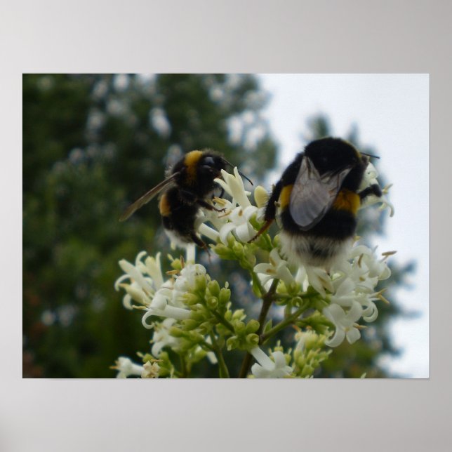 Poster de abelhas (Frente)