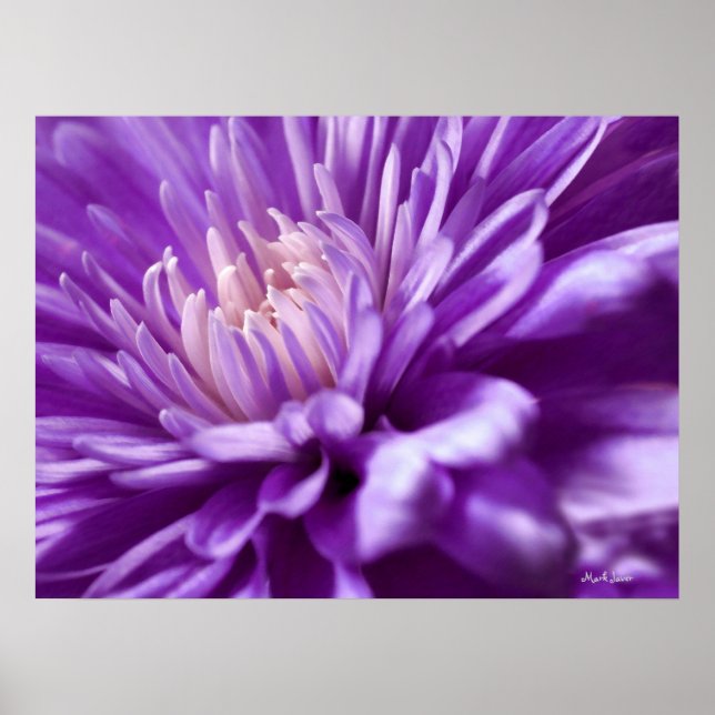 Poster de Abstrato de Flor Roxo (Frente)