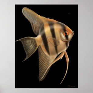 Poster de água doce do Angelfish