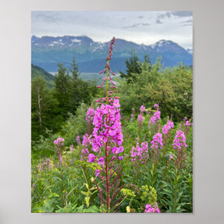 Poster de Alaskan Fireweed