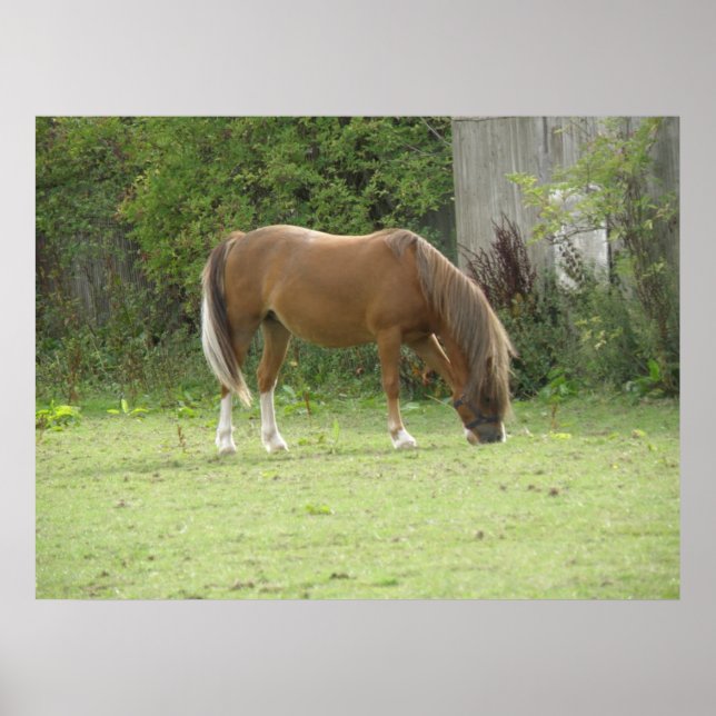 Poster de Aluguer de Cavalo Castanho (Frente)