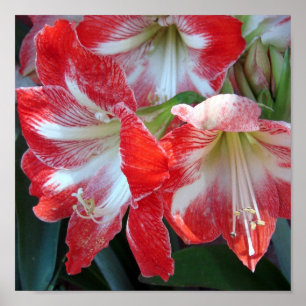 Poster de Amaryllis, em Stripe Vermelha e Branca