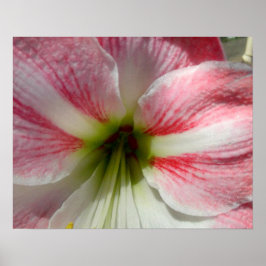 Poster de Amaryllis rosa para quadros