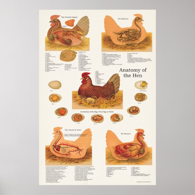 Poster de Anatomia Chicken Hen (Frente)