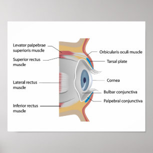 Poster de anatomia da conjuntiva ocular