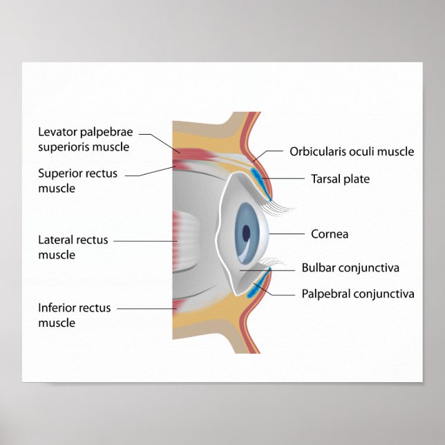 Poster de anatomia da conjuntiva ocular (Frente)