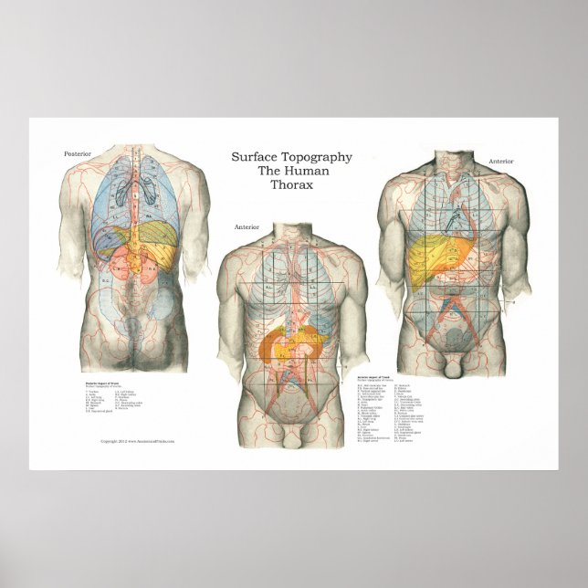 Poster de Anatomia da Topografia Humana (Frente)