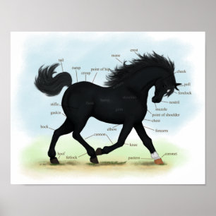 Poster de Anatomia de Cavalo da Bela Negra
