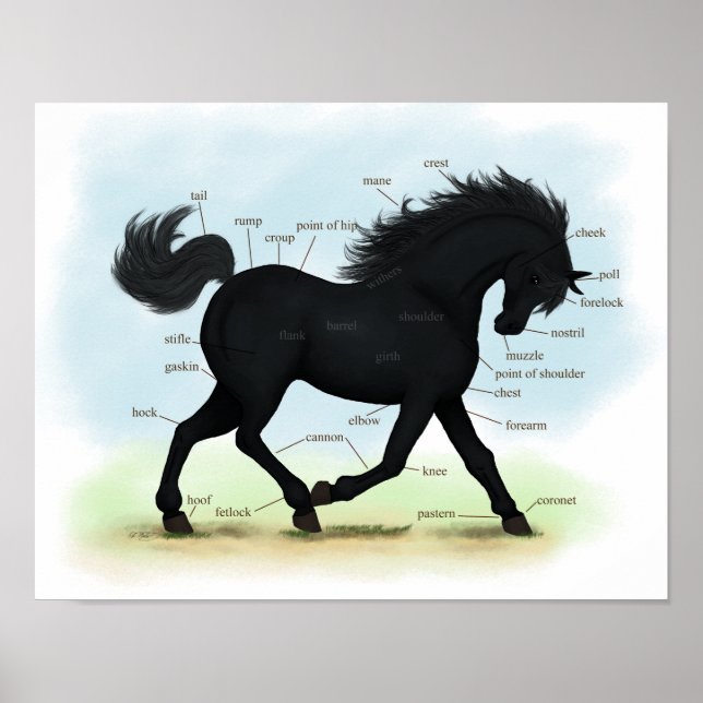 Poster de anatomia de equinos pretos ou de pônei (Frente)