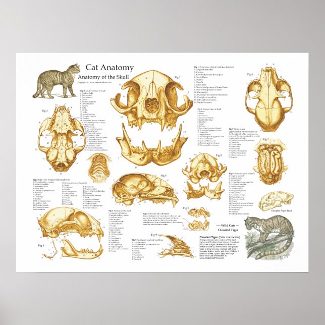 Poster de Anatomia do Crânio de Gato Doméstico (Frente)