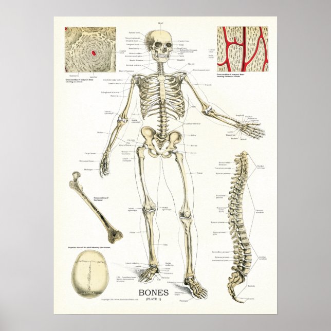 Poster de Anatomia do Esqueleto Humano (Frente)