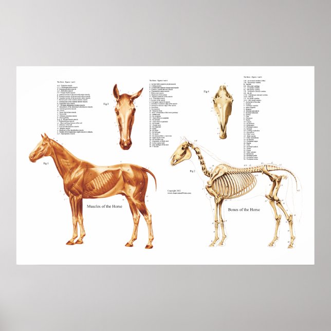 Poster de Anatomia dos Cavalos e Músculos (Frente)