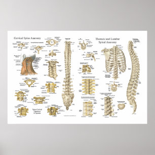 Poster de anatomia espinal e vértebra 24" X 36"