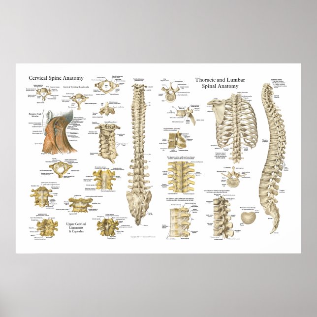 Poster de anatomia espinal e vértebra 24" X 36" (Frente)