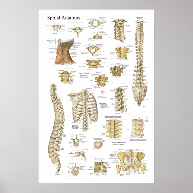 Poster de anatomia espinal e vértebra 24" X 36" (Frente)