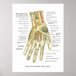 Poster de Anatomia Interna da Mão e Pulso