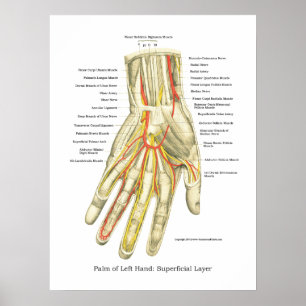 Poster de Anatomia Interna da Mão e Pulso