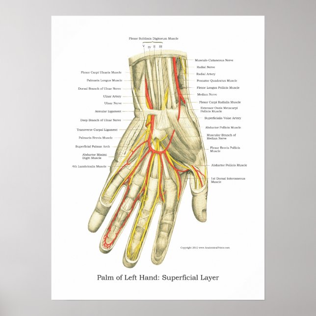 Poster de Anatomia Interna da Mão e Pulso (Frente)