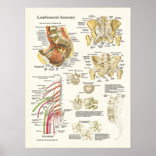Poster de Anatomia Lumbossacral e degeneração da c