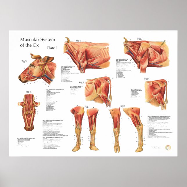 Poster de Anatomia Muscular da Vaca Bovina (Frente)