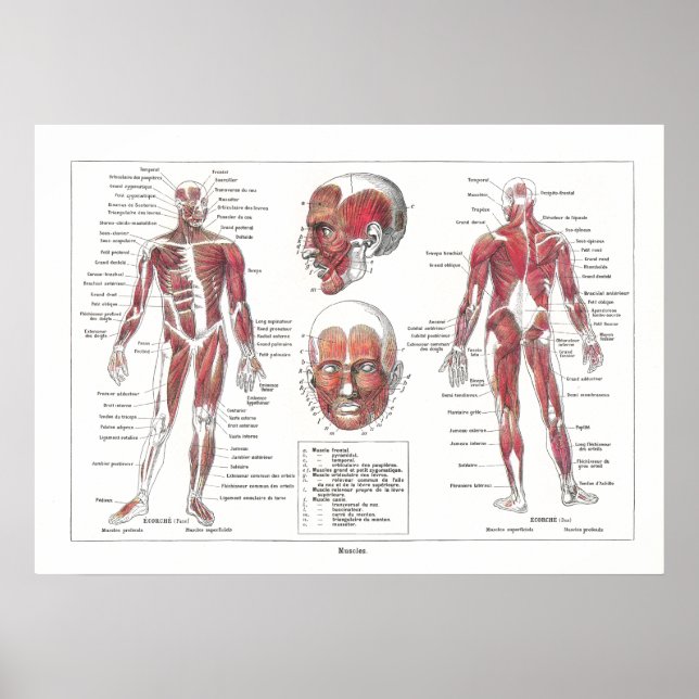 Poster de Anatomia Muscular em Francês (Frente)