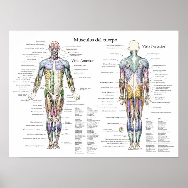 Poster de Anatomia Muscular Humana Espanhola (Frente)
