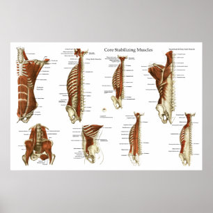 Poster de anatomia nos músculos estabilizadores d