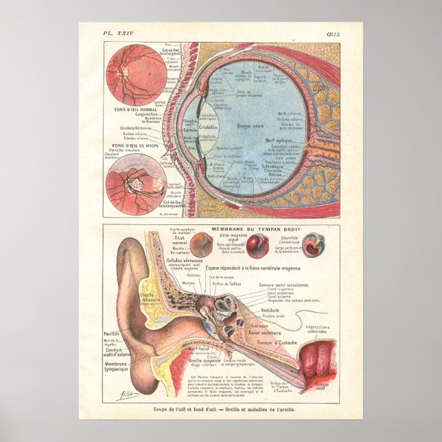 Poster de anatomia ocular em francês (Frente)