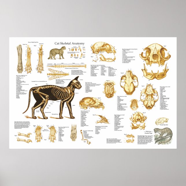 Poster de anatomia óssea felina 24" X 36" (Frente)