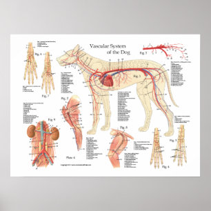 Poster de anatomia vascular do cão 18" X 24"