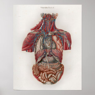 Poster de Anatomia Vintage Viscera Organs 1833