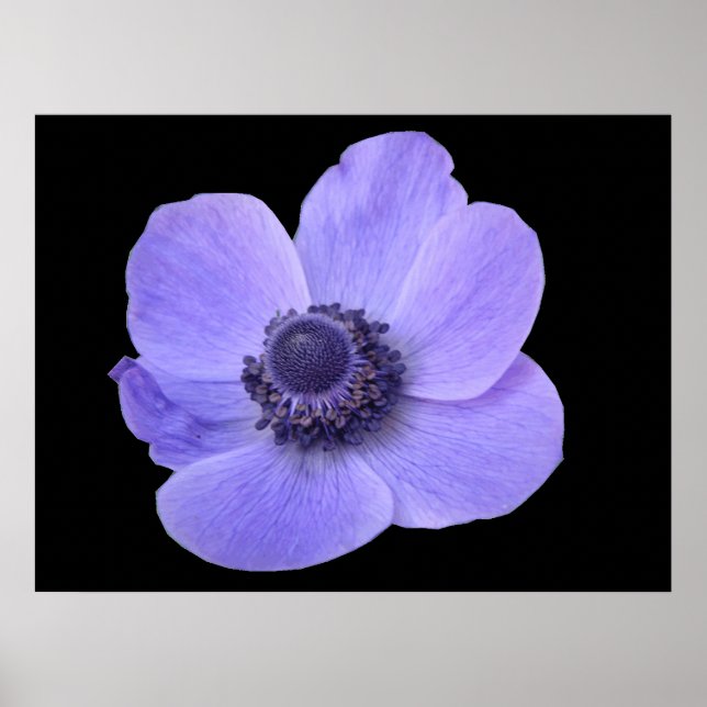 Poster de Anêmona Azul (Frente)